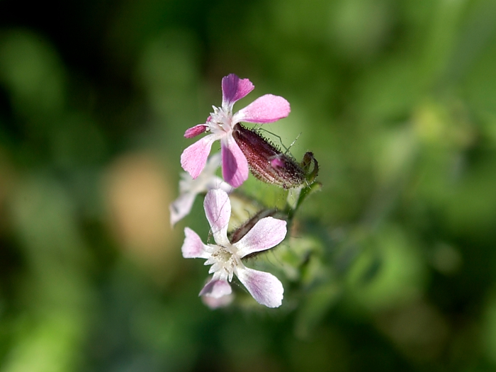 Silene gallica