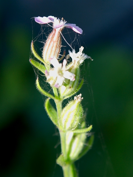 Silene gallica