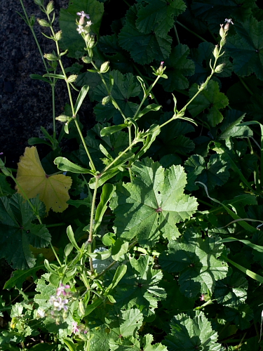 Silene gallica