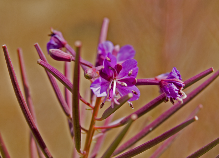 Chamaenerion angustifolium (ex Epilobium angustifolium)