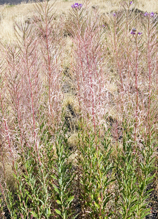 Chamaenerion angustifolium (ex Epilobium angustifolium)