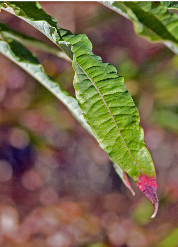 Chamaenerion angustifolium (ex Epilobium angustifolium)