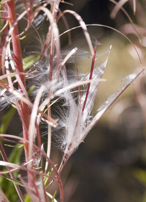 Chamaenerion angustifolium (ex Epilobium angustifolium)