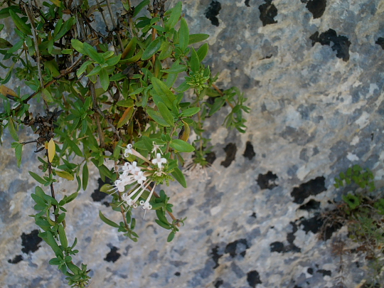 Plocama (=Putoria) calabrica / Putoria delle rocce