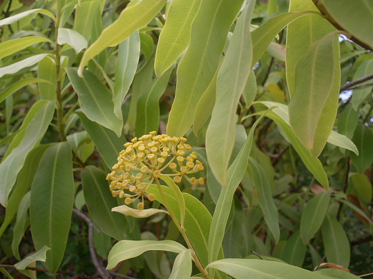 Bupleurum fruticosum / Bupleuro cespuglioso