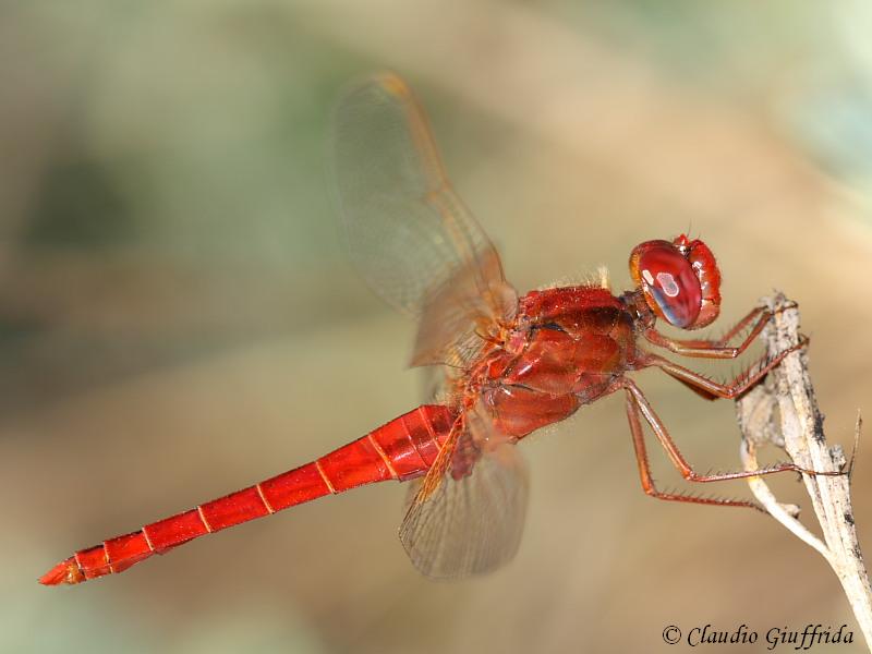 Crocothemis erythraea