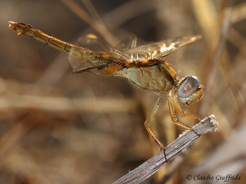 Crocothemis erythraea