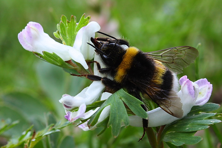 Bombus che fora il calice di un fiore