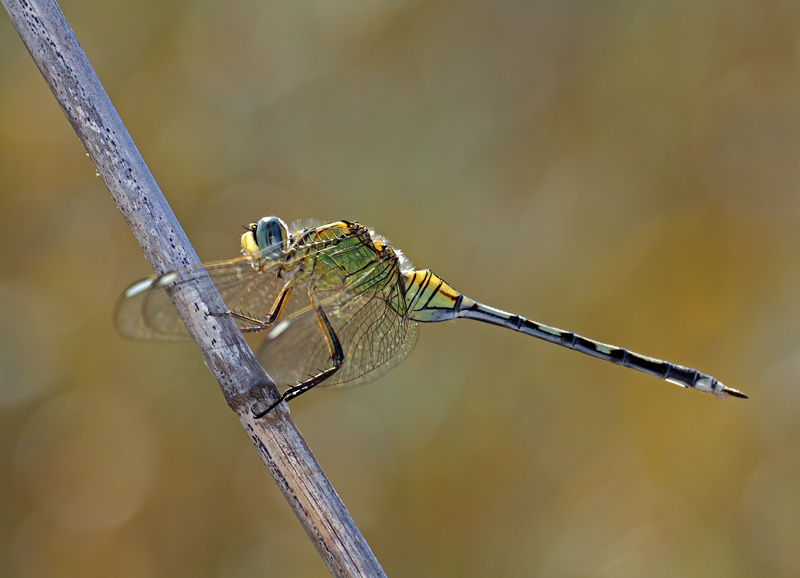 Orthetrum trinacria