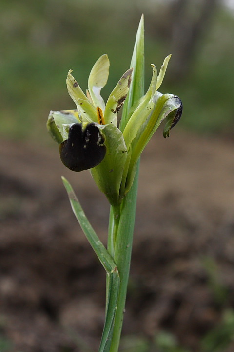 Hermodactylus tuberosus (L.) Mill.