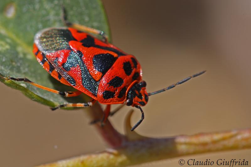 Eurydema ornatum