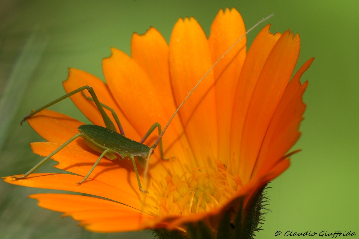 Neanide di Phaneropteridae