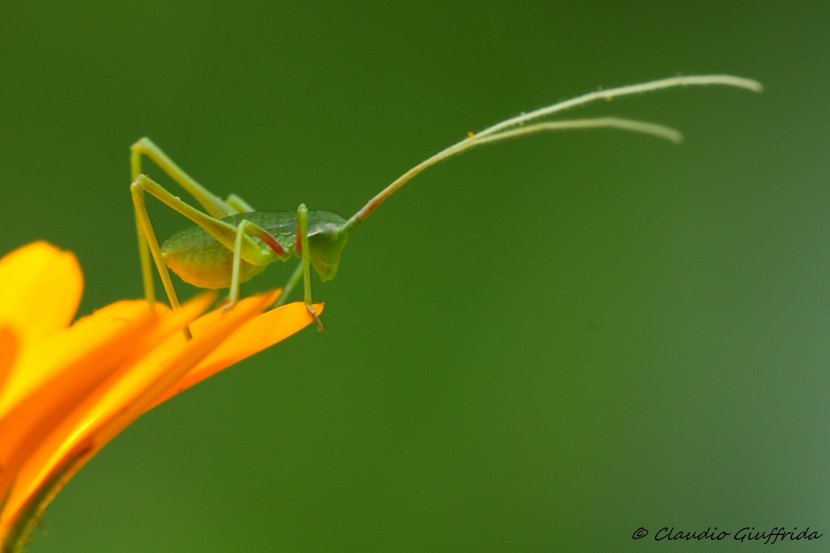 Neanide di Phaneropteridae