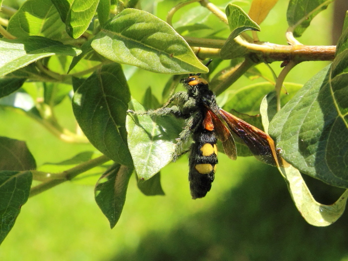 Femmina di Scolia maculata flavifrons