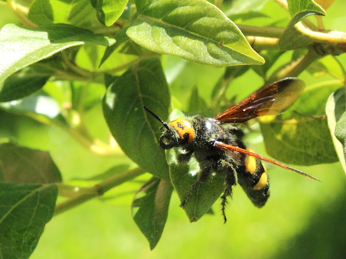 Femmina di Scolia maculata flavifrons