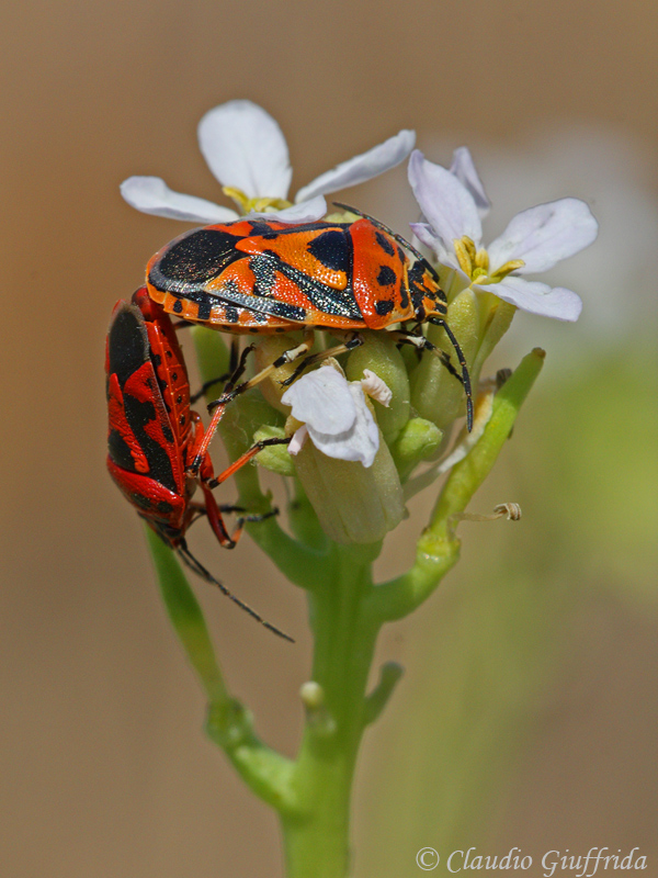 Eurydema ornatum