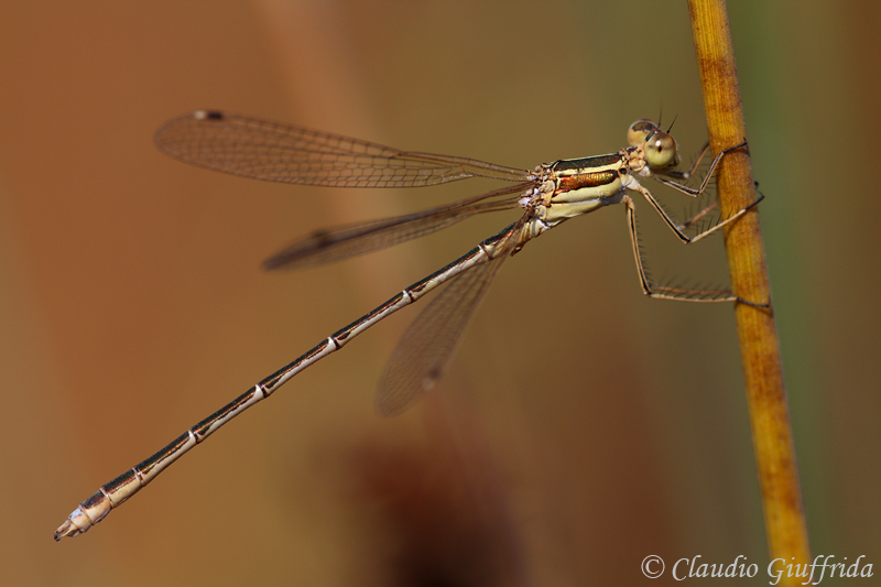 Lestes barbarus