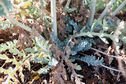 Glaucium flavum