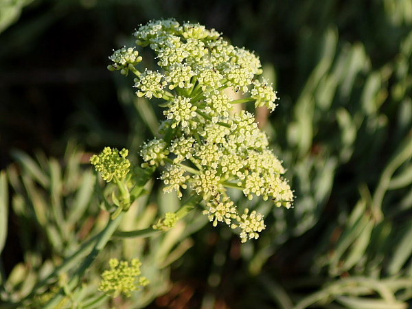 Crithmum maritimum