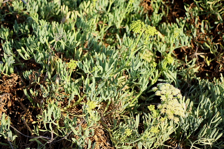 Crithmum maritimum