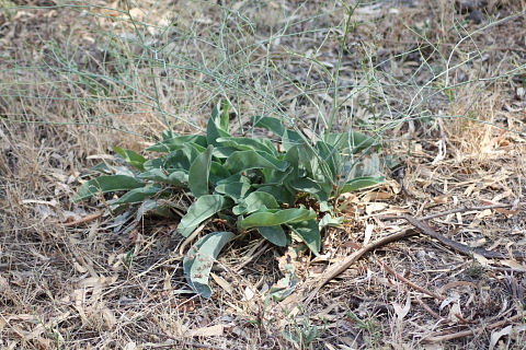 Limonium sp.