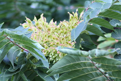 Ailanthus altissima