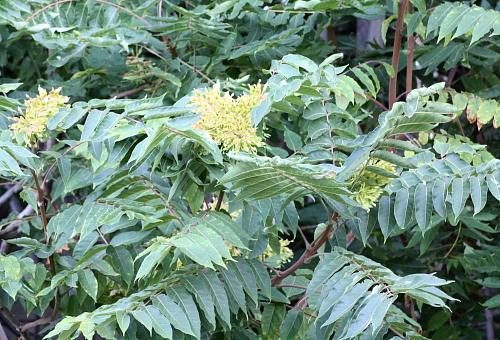 Ailanthus altissima