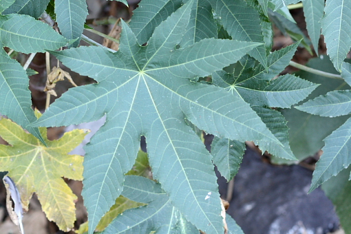 Ricinus communis