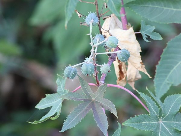 Ricinus communis