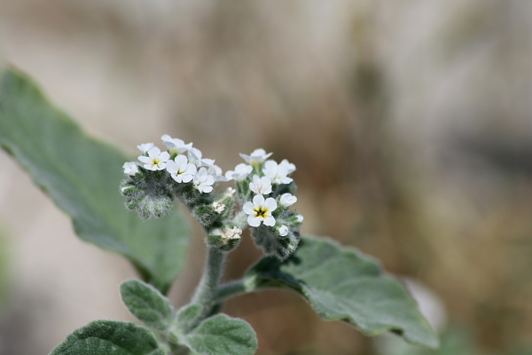 Heliotropium europaeum