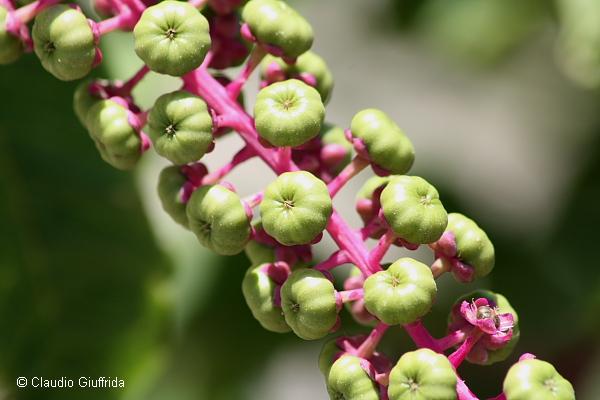 Phytolacca americana