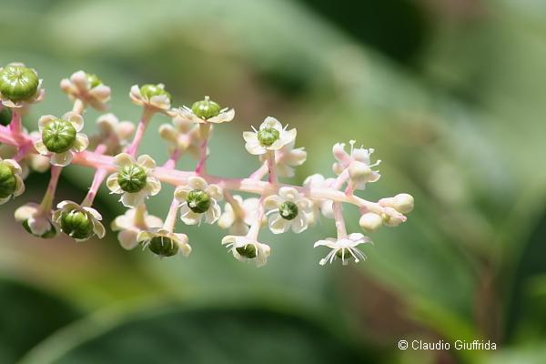 Phytolacca americana