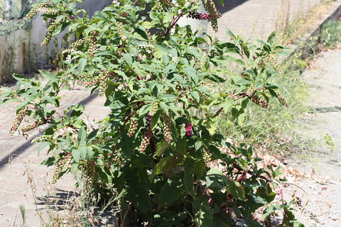 Phytolacca americana