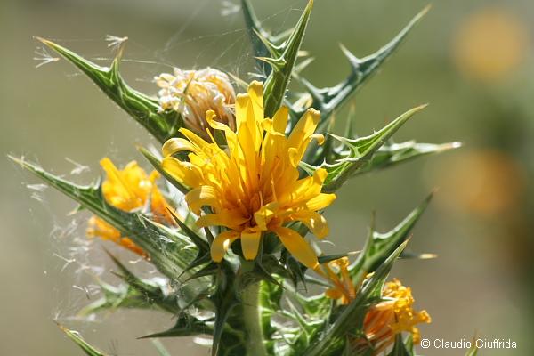 Scolymus hispanicus