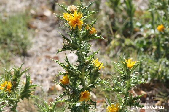 Scolymus hispanicus