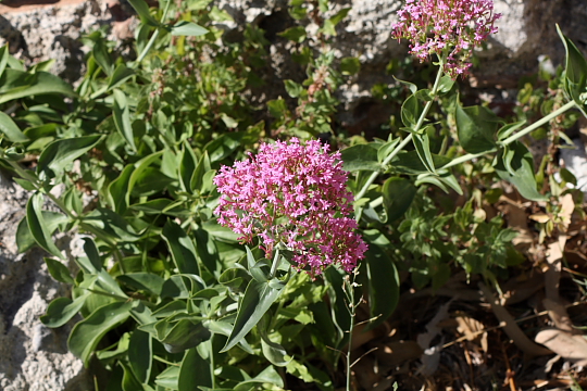 Centranthus ruber