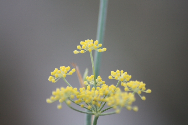 Foeniculum vulgare