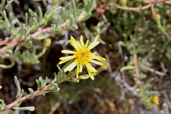 Limbarda chrithmoides