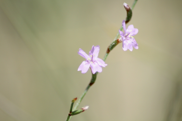 Limonium sp.