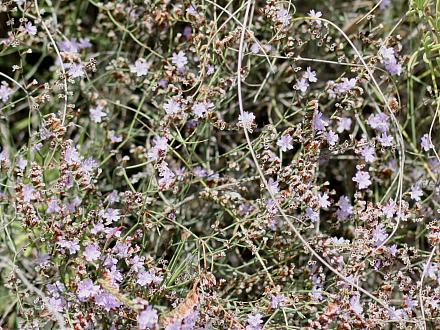 Limonium sp.