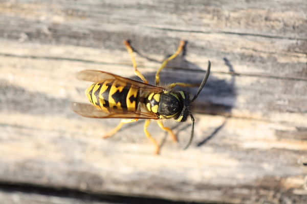 operaia di paravespula germanica