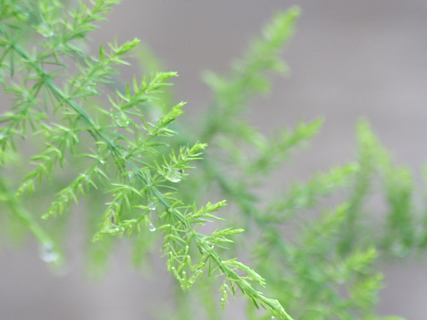 Asparagus sp.e Salsola kali