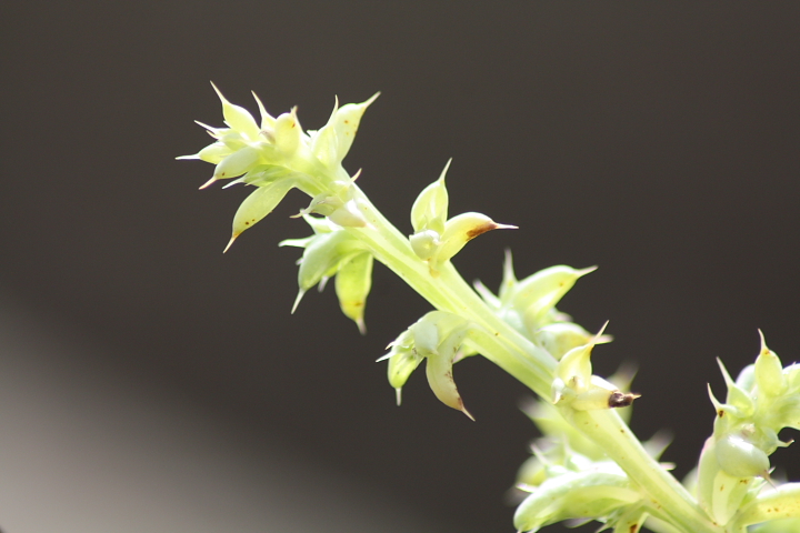 Asparagus sp.e Salsola kali