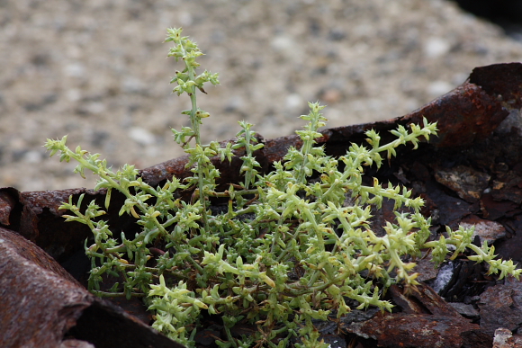 Asparagus sp.e Salsola kali