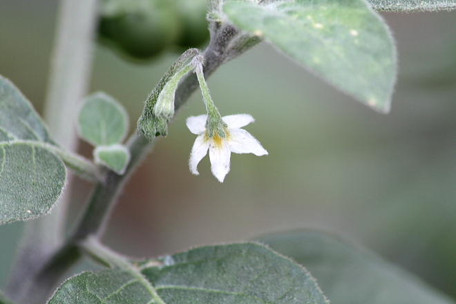 Solanum villosum