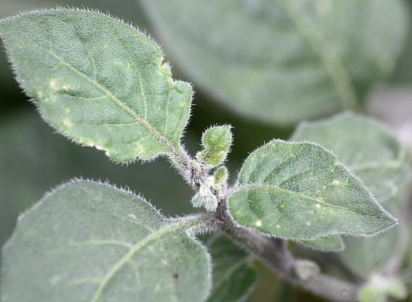 Solanum villosum