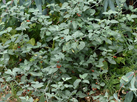 Solanum villosum