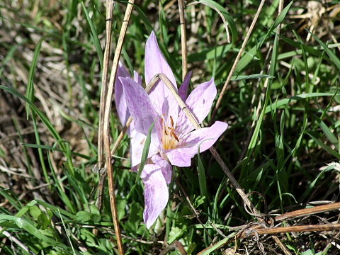 Colchicum