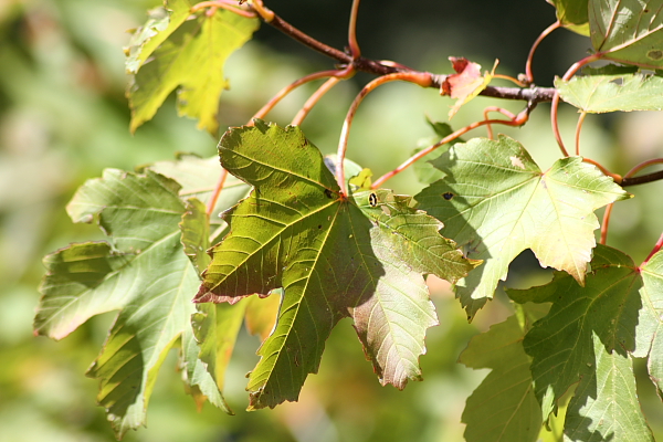 Acer pseudoplatanus