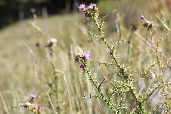 Carduus sp.